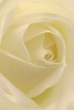 Peer closely into the heart of a creamy white rose as if you're nestled right among its tender petals-the sensation is one of soft enclosure and gentle invitation. Each petal unfurls in a graceful spiral, its texture feather-light as morning mist hovering over Surbiton Green. The play of ivory and cream tones creates an ethereal, almost glowing effect, while the shadows nestle quietly between folds, lending an intimate depth and calm. This blossom exudes a peacefulness evocative of early walks along the Tolworth Brook, making it a timeless symbol for expressing sympathy, admiration, or welcoming new beginnings. The minimalist purity of the rose, paired with its subtle yet unmistakable fragrance, captures the artistry of local florists who pour reverence and care into each Surbiton bouquet. This close perspective not only honours the singular beauty of the flower, but also the emotions and stories woven into every skillful arrangement prepared for life's most meaningful moments in our community.